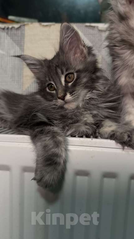 Кошки в Санкт-Петербурге: Котёнок мейн-кун Девочка, 25 000 руб. - фото 4