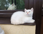 Кошки в Москве: Шотландские котята  Мальчик, 5 000 руб. - фото 2