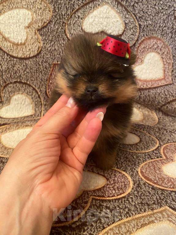 Собаки в Самаре: Девочка Девочка, Бесплатно - фото 1