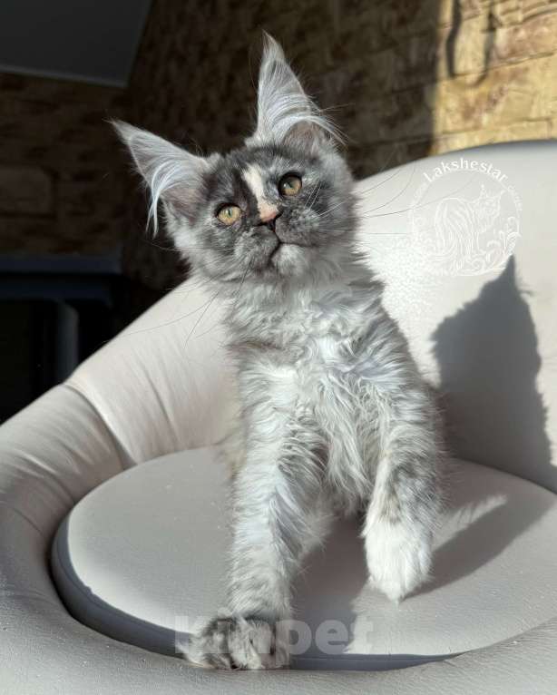 Кошки в Москве: Котенок мейн кун из питомника  Девочка, 50 000 руб. - фото 1