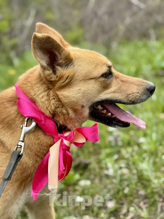 Собаки в Новороссийске: Милена ищет дом Девочка, 99 руб. - фото 3