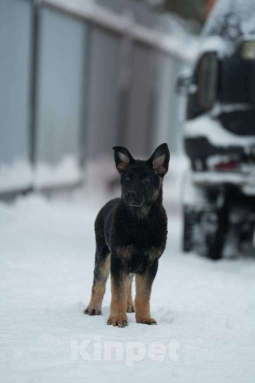 Собаки в Липецке: Щенок ВЕО Девочка, 35 000 руб. - фото 3