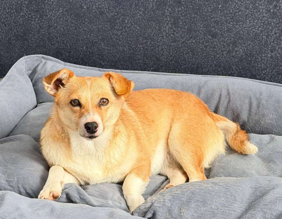 Собаки в Рузе: Бэтти в добрые руки Девочка, Бесплатно - фото 7