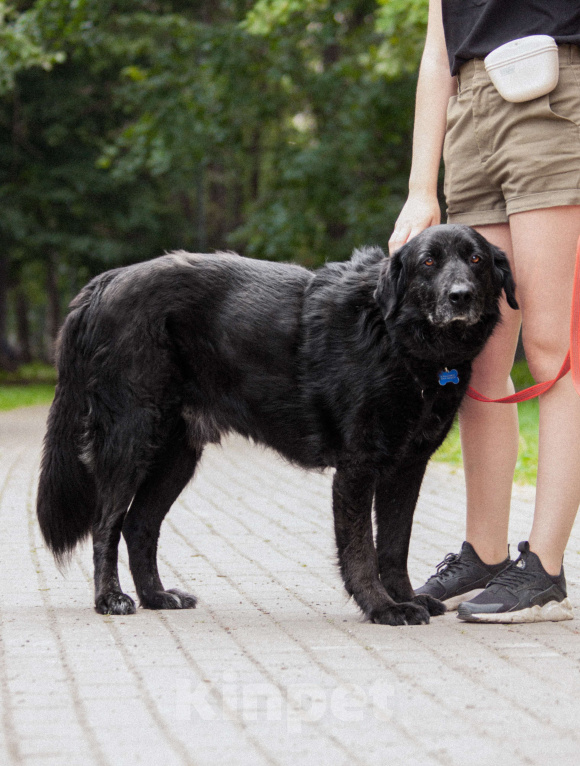 Собаки в других городах Московской области: Спокойный мишка Мальчик, Бесплатно - фото 4