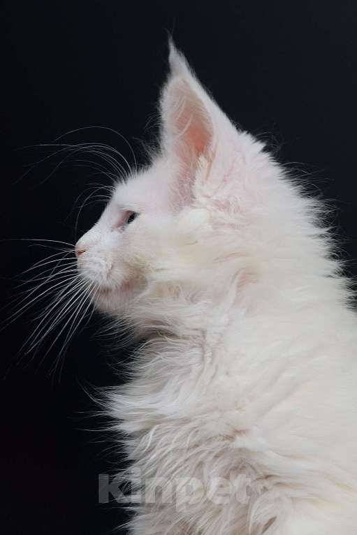 Кошки в Апрелевке: Купить котенка мейн-кун в Москве и области Мальчик, 50 000 руб. - фото 9