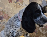 Собаки в Подольске: Щенки русского охотничьего спаниеля Девочка, 65 000 руб. - фото 1