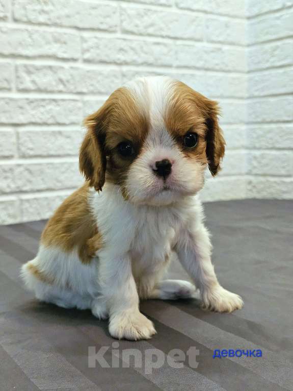 Собаки в других городах Липецкой области: Щенки Кавалер Кинг Чарльз спаниель Девочка, 75 000 руб. - фото 9