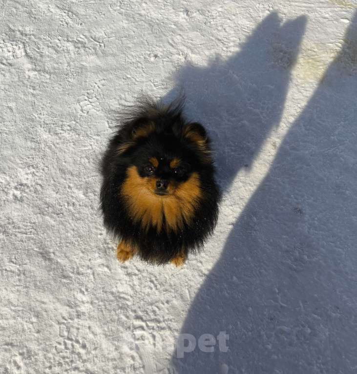 Собаки в Москве: Померанский шпиц Мальчик, 25 000 руб. - фото 1