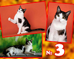 Кошки в Долгопрудном: Котик Том в добрые руки Мальчик, Бесплатно - фото 1