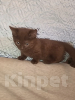 Кошки в Москве: Котенок с короткими лапками Разнополые, 29 900 руб. - фото 9