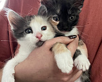 Кошки в Домодедово: Котята девочки Девочка, Бесплатно - фото 1