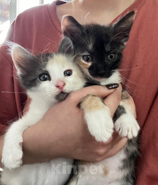Кошки в Домодедово: Котята девочки Девочка, Бесплатно - фото 1