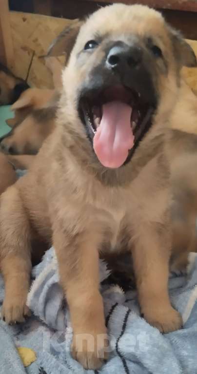 Собаки в Воронеже: Продаются щенки Мальчик, Бесплатно - фото 3