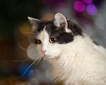 Кошки в Москве: Сибирский молодой ласковый кот Пушок в добрые руки Мальчик, Бесплатно - фото 1