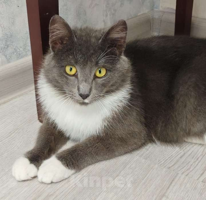 Кошки в Уфе: Малыш  Мальчик, 500 руб. - фото 2