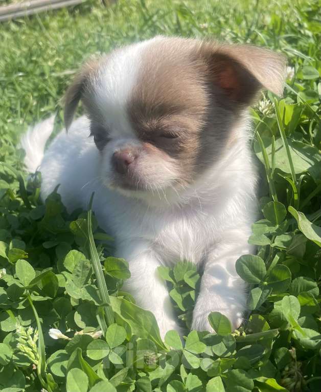 Собаки в других городах Ленинградской области: Питомник предлагает щенков чихуахуа Девочка, 60 000 руб. - фото 2