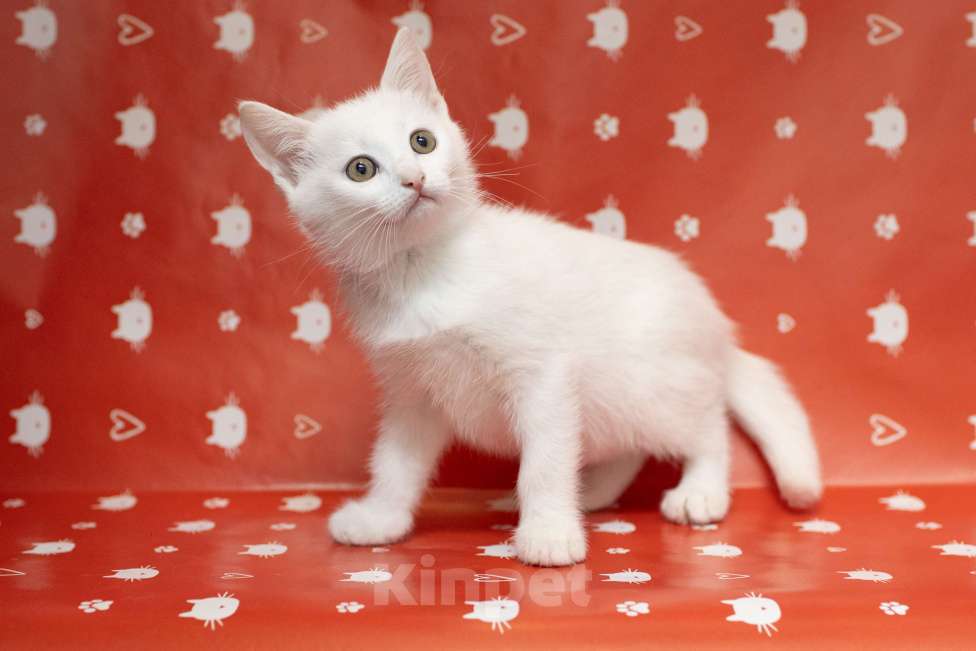 Кошки в Москве: Белый котенок в добрые руки Мальчик, Бесплатно - фото 2