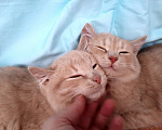 Кошки в Москве: Две нежно-рыжие девочки - в одни руки Девочка, 500 руб. - фото 2