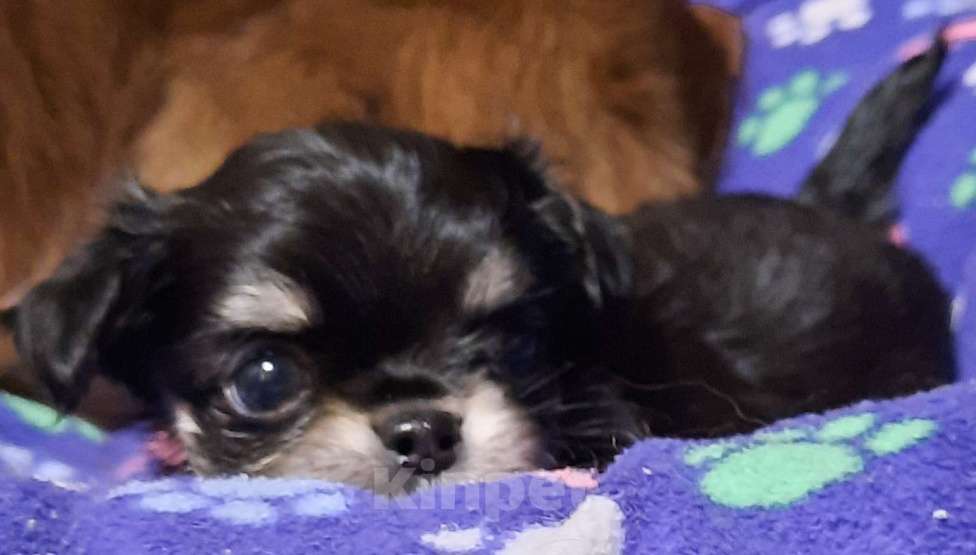 Собаки в Казани: Продается щенок с родословной Мальчик, 40 000 руб. - фото 1