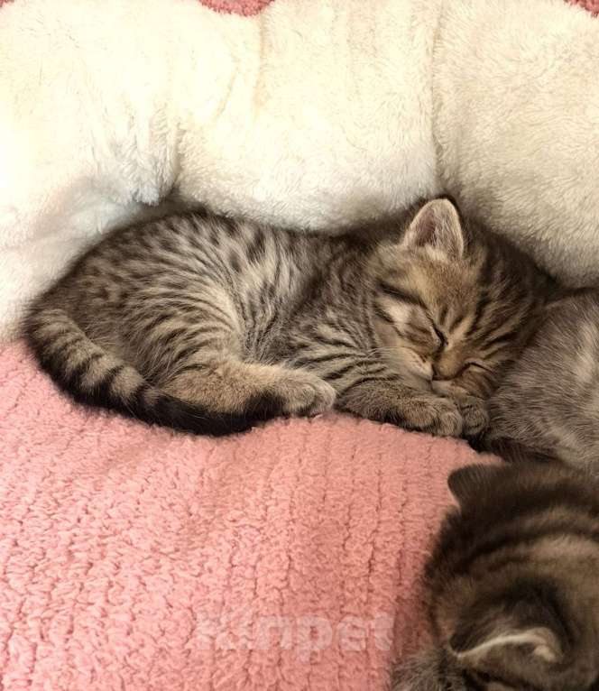 Кошки в Москве: Мокко Мальчик, 15 000 руб. - фото 1