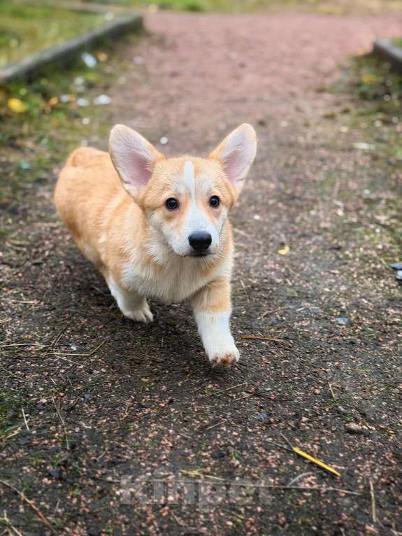 Собаки в Санкт-Петербурге: Красавица малышка ищет любящих мампап. Девочка, 45 000 руб. - фото 3