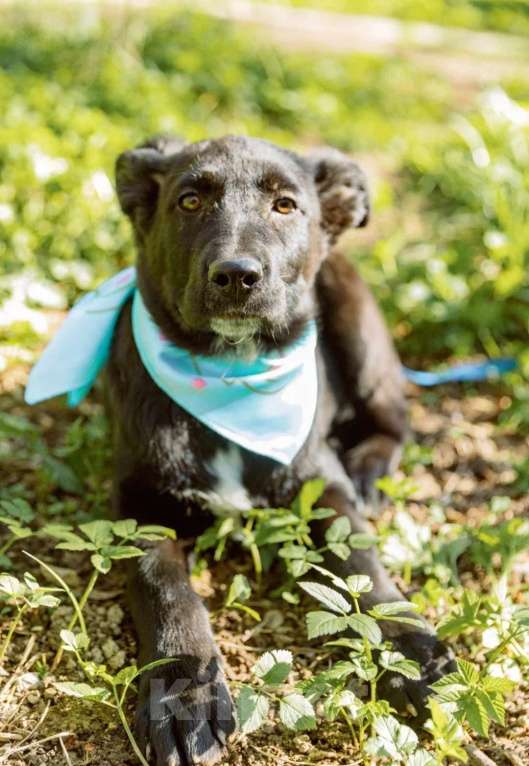 Собаки в Москве: Мальчик 4 месяца метис лабрадора Мальчик, Бесплатно - фото 5