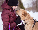 Собаки в Москве: Невероятная девчонка ищет свой дом и семью! Девочка, Бесплатно - фото 9