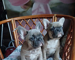 Собаки в Москве: Красивые девочки французский бульдог. Девочка, 65 000 руб. - фото 2