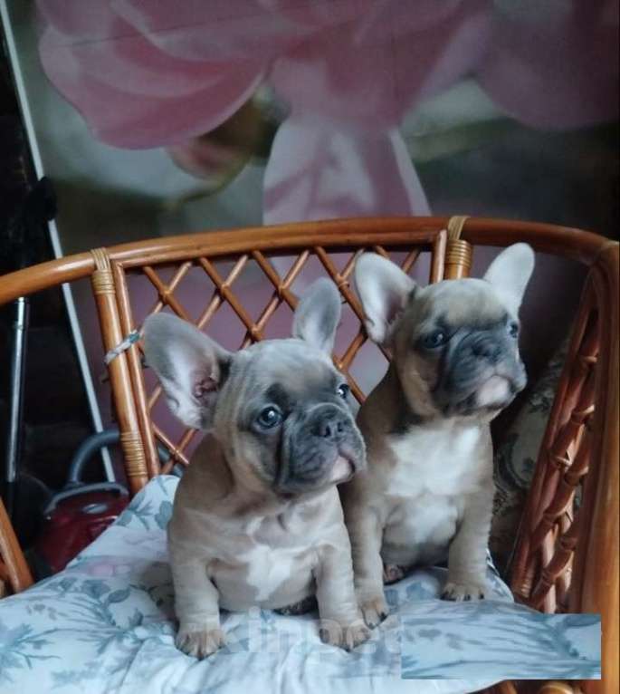 Собаки в Москве: Красивые девочки французский бульдог. Девочка, 65 000 руб. - фото 2