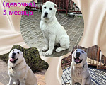Собаки в других городах Московской области: Щенок среднеазиатской овчарки (алабай) - девочка Девочка, 25 000 руб. - фото 5