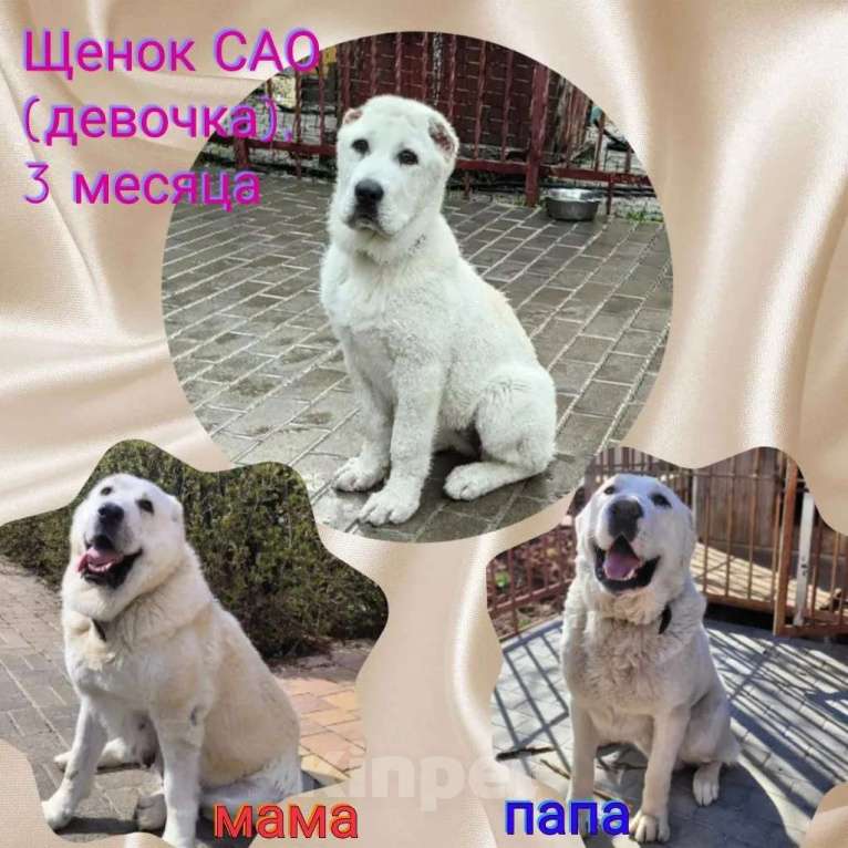 Собаки в других городах Московской области: Щенок среднеазиатской овчарки (алабай) - девочка Девочка, 25 000 руб. - фото 5
