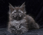 Кошки в Видном: Кот мейн-кун черный дым Мальчик, 95 000 руб. - фото 2