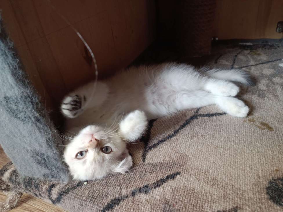 Кошки в Екатеринбурге: Прямоухая девочка окраса color point Девочка, 12 000 руб. - фото 6