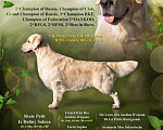 Собаки в Самаре: Вязка золотистый ретривер, 20 000 руб. - фото 3