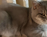 Кошки в Касимове: Вязка. Кот-чистокровный британец., 2 500 руб. - фото 3