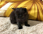 Кошки в Новопавловске: Котята мейн кун, 15 000 руб. - фото 5