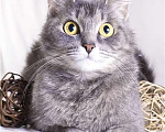 Кошки в Дмитрове: Скромная кошечка Шарлотта в добрые руки. Девочка, Бесплатно - фото 3