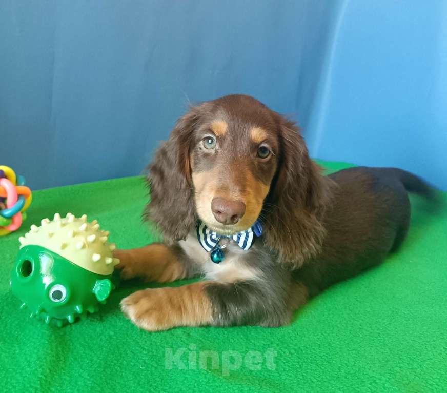 Собаки в Санкт-Петербурге: щенок длинношерстной мини таксы Мальчик, Бесплатно - фото 1