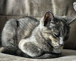 Кошки в Липецке: Капа, кошка полгода, отдам в добрые руки!???? Девочка, Бесплатно - фото 2