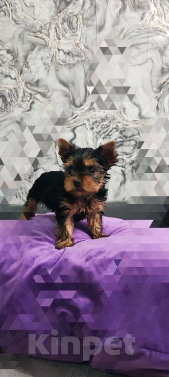 Собаки в Краснодаре: Мальчик Мальчик, 25 000 руб. - фото 1