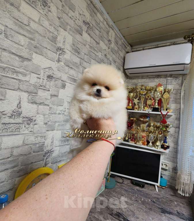 Собаки в Москве: Девочка померанского шпица медвежонок РКФ Девочка, Бесплатно - фото 2