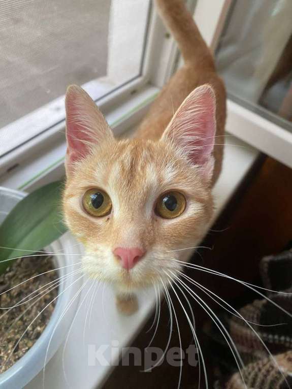 Кошки в Москве: Котенок Сиенна ищет дом Девочка, Бесплатно - фото 2
