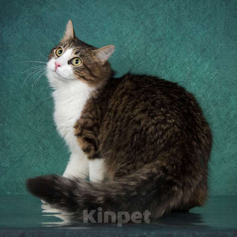 Кошки в Москве: Молодой котик Пух в дар! Мальчик, Бесплатно - фото 5