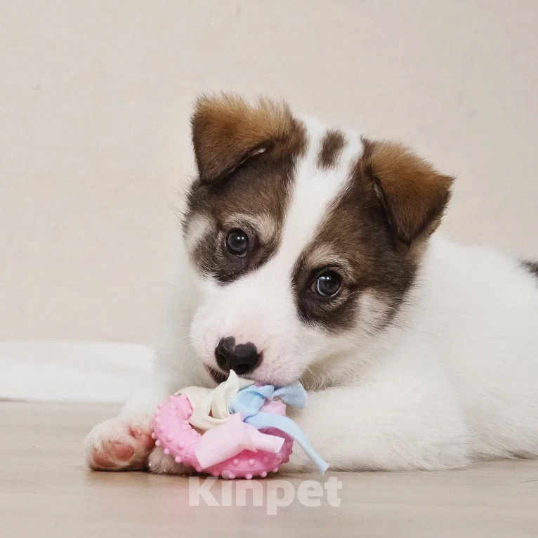 Собаки в Лосином-Петровском: Маршал якутенок Мальчик, Бесплатно - фото 5