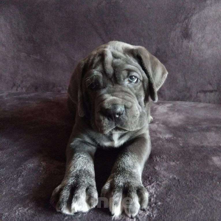 Собаки в Саратове: Щенок кане-корсо Мальчик, 70 000 руб. - фото 1