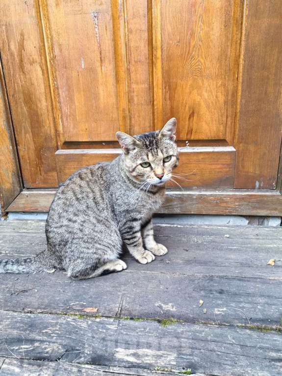 Кошки в Екатеринбурге: В поиске любящей семьи... Мальчик, Бесплатно - фото 2