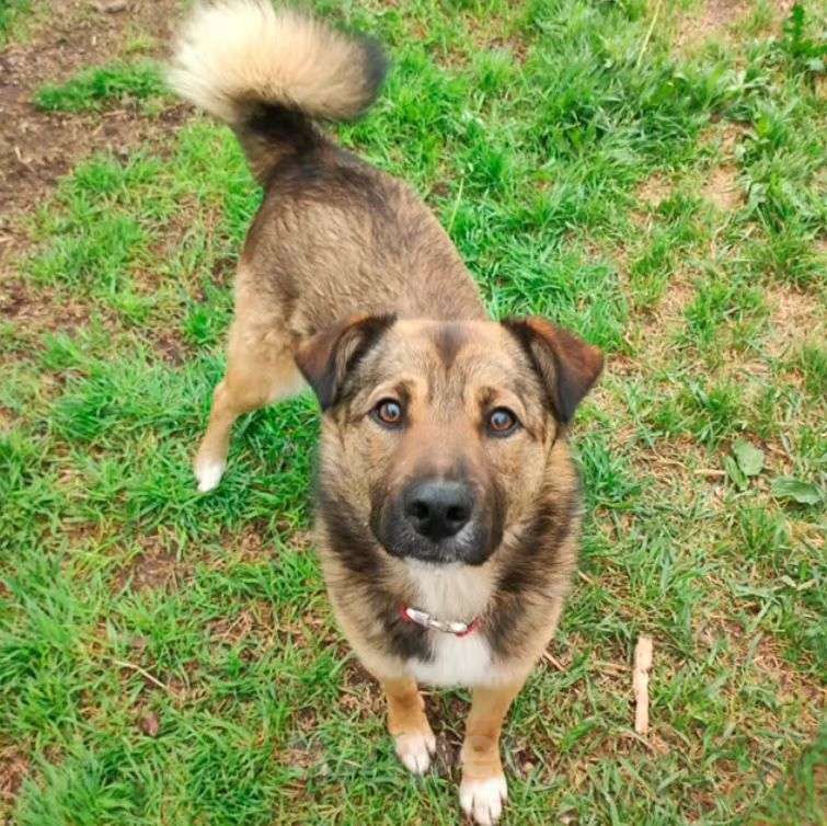 Собаки в Москве: Самый ласковый пес Рыжик в добрые руки Мальчик, Бесплатно - фото 2