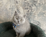 Кошки в Санкт-Петербурге: Ласковые котята Девочка, 35 000 руб. - фото 2