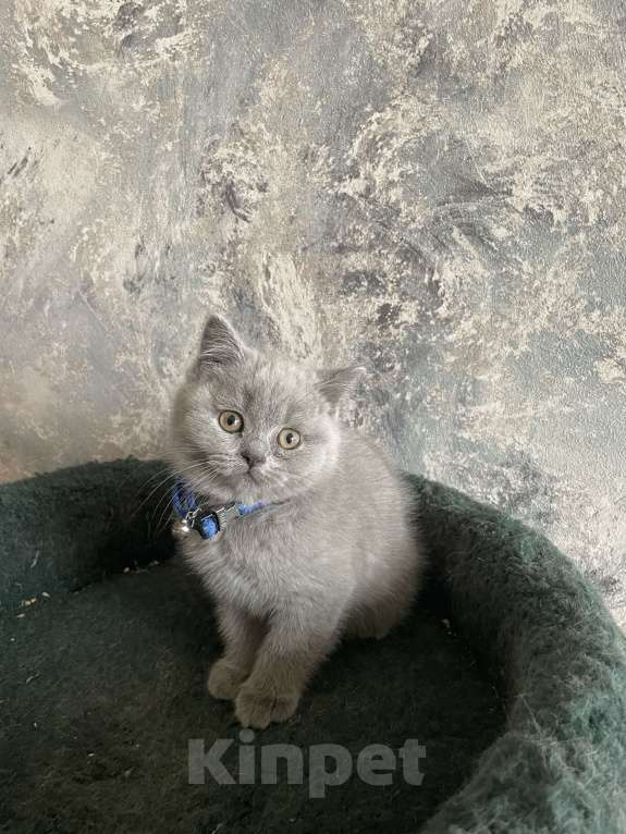 Кошки в Санкт-Петербурге: Ласковые котята Девочка, 35 000 руб. - фото 2