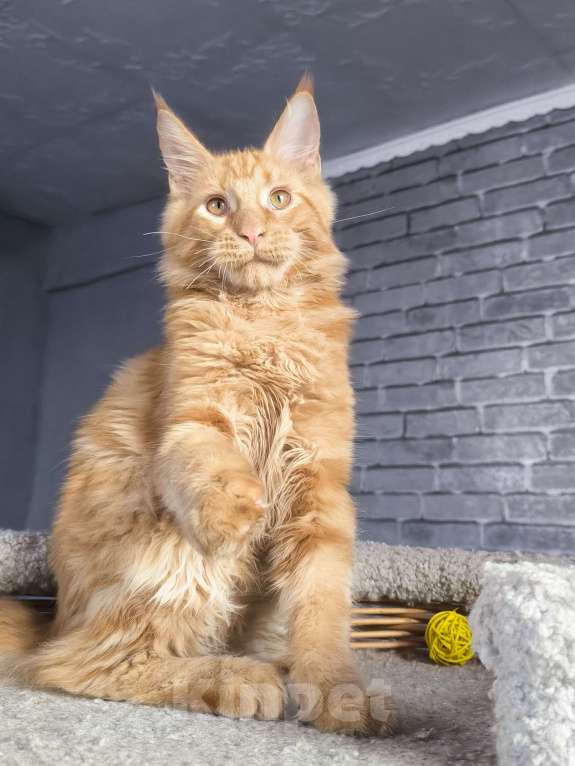 Кошки в Кемерово: Кот Jam Мальчик, 45 000 руб. - фото 7